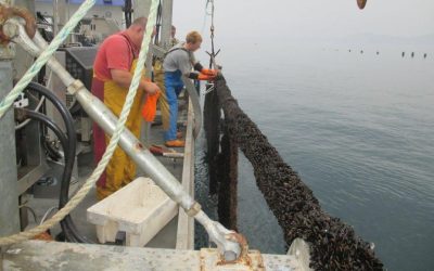 Mega mussel farm could transform Brixham economy